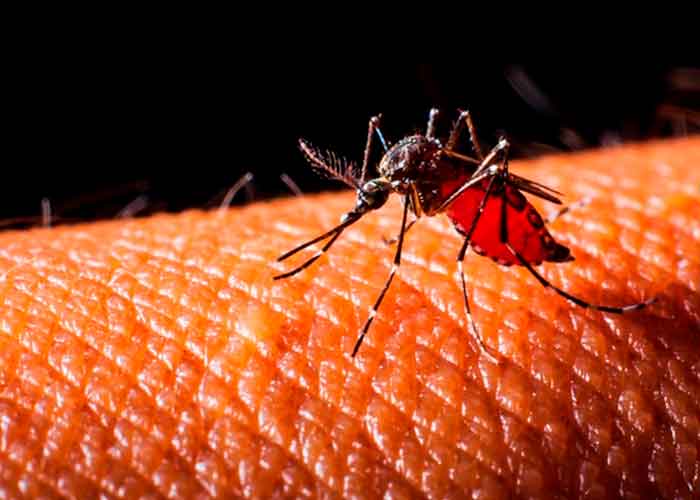 salud, zika, estudio cientifico, malformaciones, mecanismos, proteina, transmision, mosquito