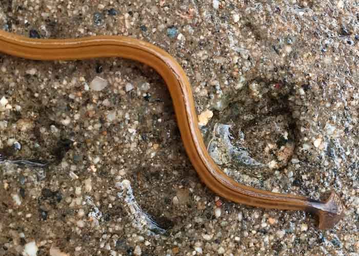 Foto: Encuentran gusano depredador que crece hasta 30 cm / RT