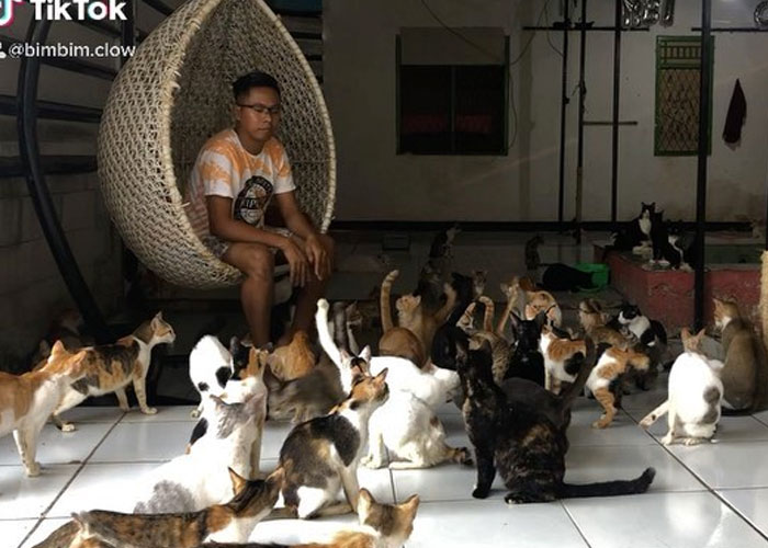 indonesia, 480 gatos, adopcion de gatos, bimbin clow, cuidado, 