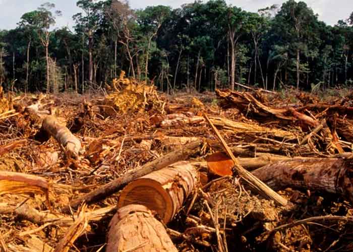 brasil, medioambiente, amazonias, deforestacion, pantanal, selva, quemas
