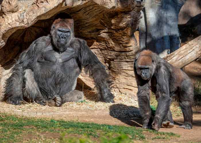 ciencia, gorilas, coronavirus, contagios, estados unidos, parque zoologico safari
