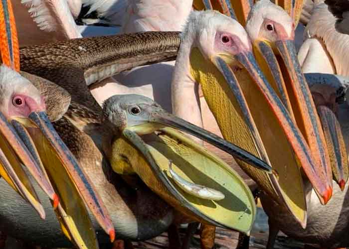 mundo, animales, gripe aviar, pelicanos, muertes, parque nacional de aves