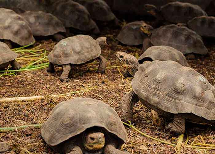 ecuador ,archipielago de galapagos, liberacion, 191 tortugas gigantes, ecosistema