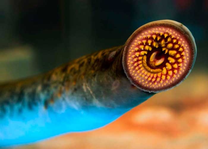 ciencia, lampreas marinas, vertebrados vivos, estudio, fosiles