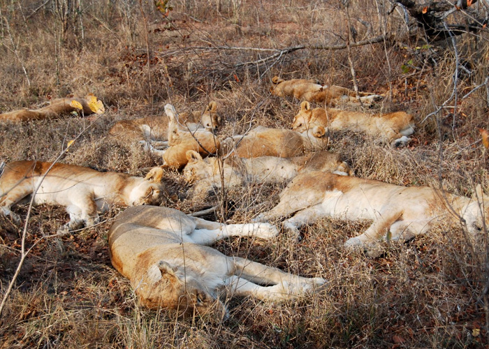 mundo, uganda, arresto, autoridades, cazadores, leones, muertos, cadaveres