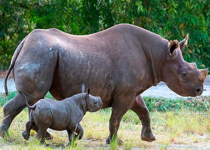 estados unidos, rinoceronte, nacimiento, zoologico de miami, supervision, madre, cria, buen estado