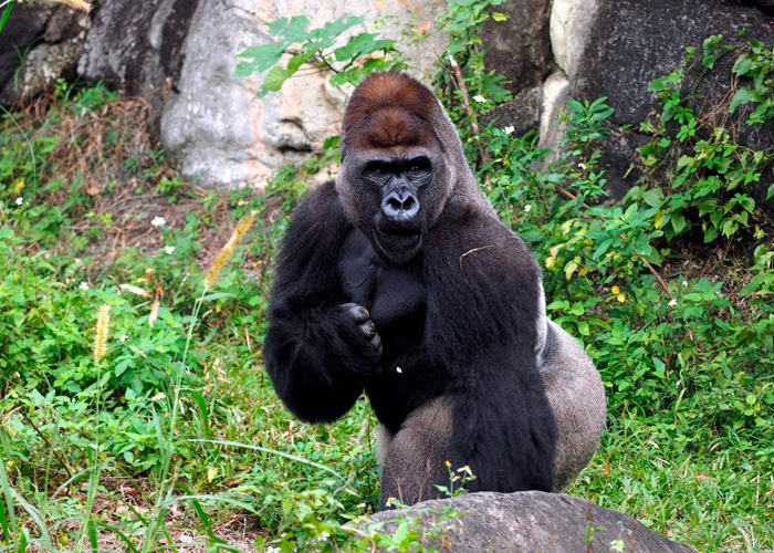 ciencia, gorilas, estudio cientifico, golpes en el pecho, significado, machos, hembras