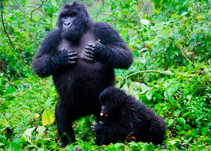 ciencia, gorilas, estudio cientifico, golpes en el pecho, significado, machos, hembras