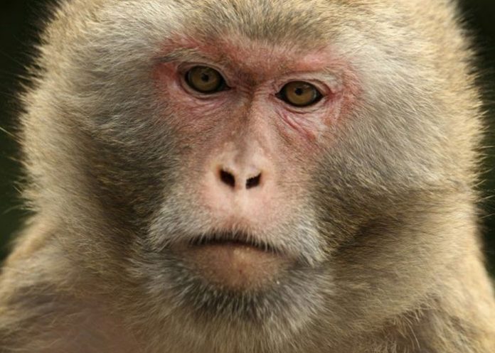 macaco rhesus