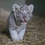 tigre blanco de bengala