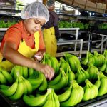 exportacion de banano