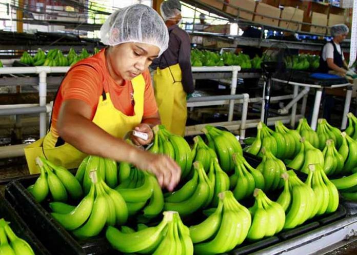 exportacion de banano