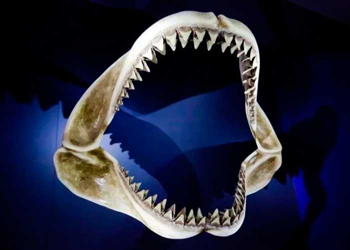No creerás cuál es el animal con más dientes en el mundo | TN8.tv