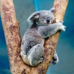 koala challenge