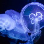 cuerpos gelatinosos de las medusas