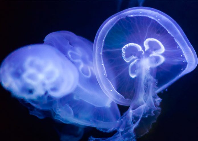 cuerpos gelatinosos de las medusas