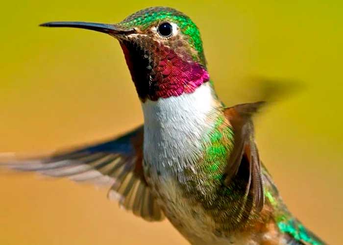 Los colibrís ven colores que los humanos no pueden percibir, según estudio  