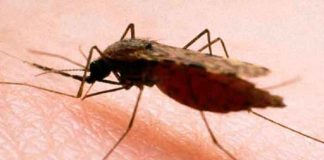salud, oms, malaria, mosquitos transgénicos, estudio