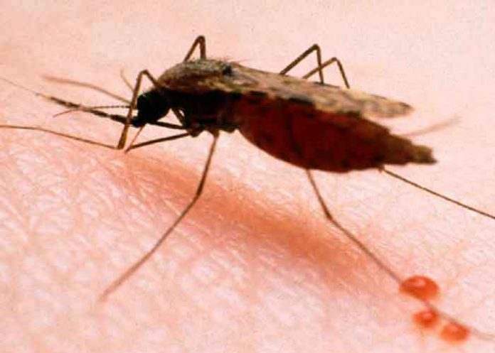 salud, oms, malaria, mosquitos transgénicos, estudio