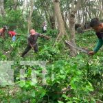 nicaragua, ometepe, cosecha cafetalera 2021-2022, productores,