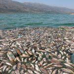 libano, peces muertos, aparicion, lago artificial, autoridades, desastre ecologico,