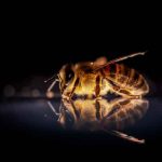 abejas, coronavirus, habilidad, ciencia
