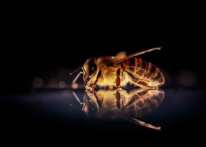 abejas, coronavirus, habilidad, ciencia
