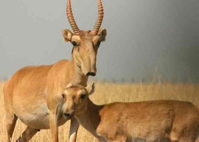 asia, antilopes saiga, muerte, animales en peligro de extincion,