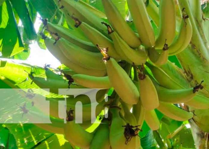 Nicaragua, Granada, productores de plátanos, Inta,