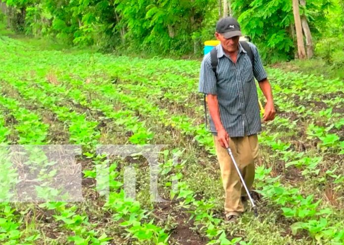 Nicaragua, nueva segovia, productores, ciclo agrícola 2021