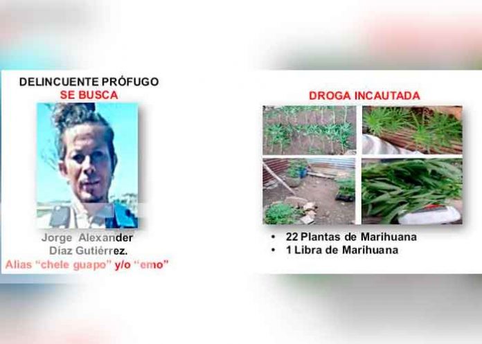 Nicaragua, Rivas, policía , plantío de marihuana