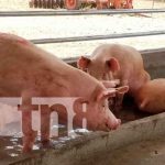 Nicaragua, nueva segovia, granja, inseminación artificial porcina,