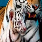 cuba, nacimiento, tigresa blanca, yanek, zoologico, felinos,
