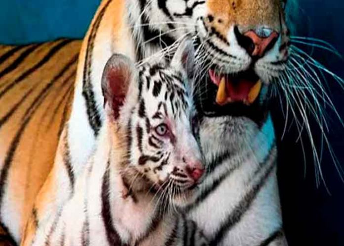 cuba, nacimiento, tigresa blanca, yanek, zoologico, felinos,