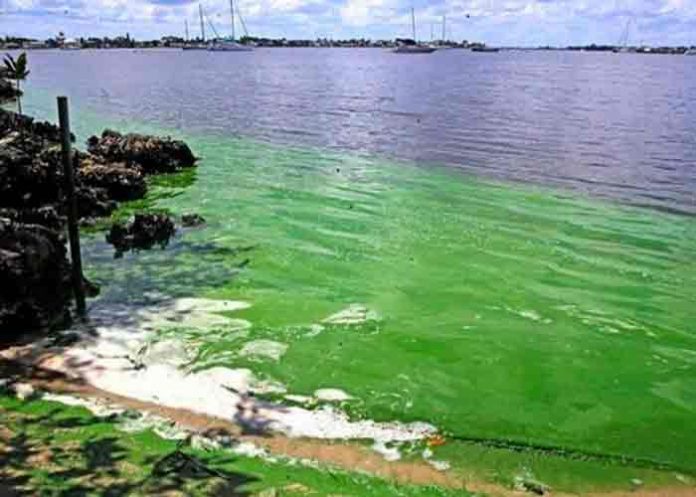 estados unidos, algas toxicas, medio ambiente, contaminacion,