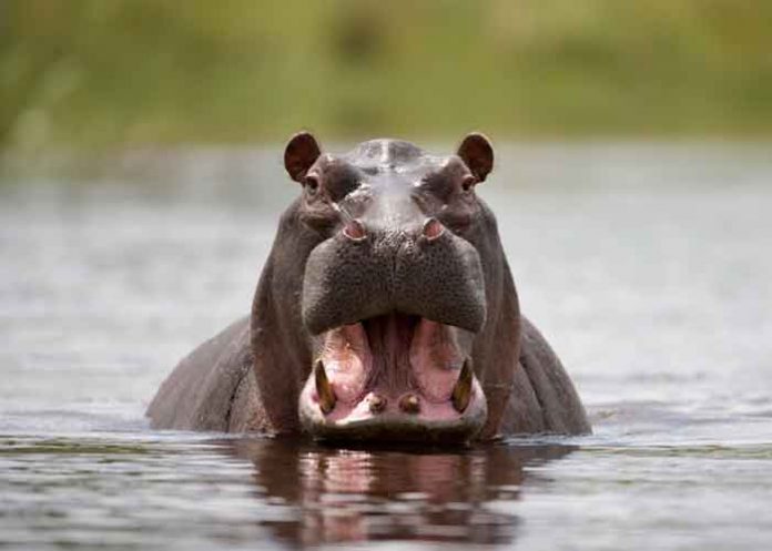 África, Kenia, furioso hipopótamo, turistas,