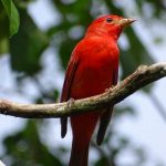 nicaragua, ave exotica, preservacion, bosawas, naturaleza,