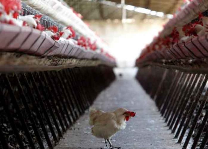 China, gripe aviar H10N3, primer caso, humanos,