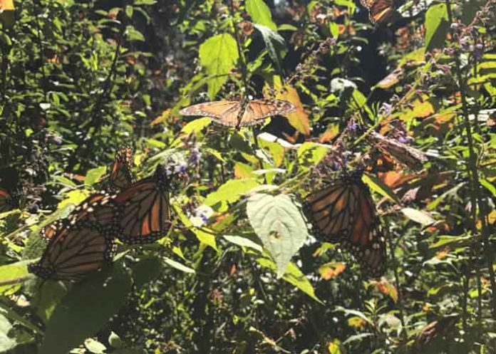 california, mariposas monarca, algodoncillo,