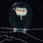 japon, medusa, nueva especie, descubrimiento,