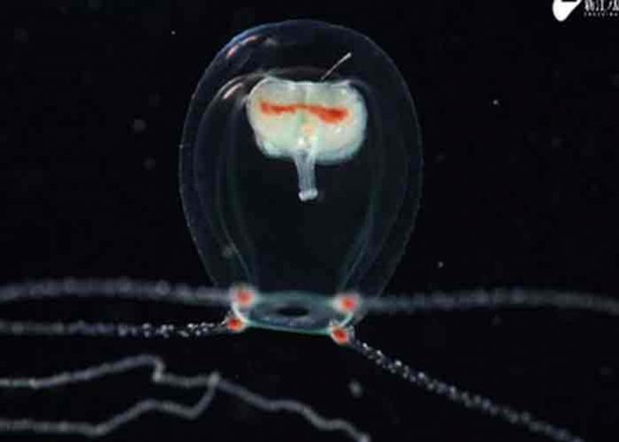 japon, medusa, nueva especie, descubrimiento,
