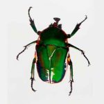 ciencia, nueva especie, descubrimiento, escarabajo, bolivia