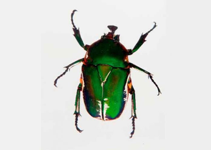 ciencia, nueva especie, descubrimiento, escarabajo, bolivia