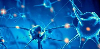 salud, ciencia, cerebro, estudio, nuevas neuronas