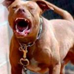 Foto: ¡Feroz ataque! Perro Pitbull mata a niño de tres años en México/Cortesía