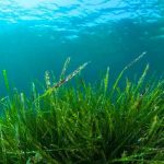 Foto: Descubren alga con tres sexos / Referencia