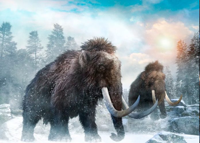 mamuts, mastodontes, extinguieron, cambio climático,