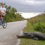 Un hombre de Florida herido tras ser atacado por un caimán