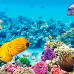 La Unesco no declara "en peligro" a la Gran Barrera de Coral, pese a las recomendaciones de científicos