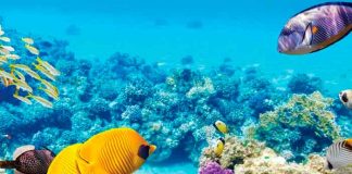 La Unesco no declara "en peligro" a la Gran Barrera de Coral, pese a las recomendaciones de científicos